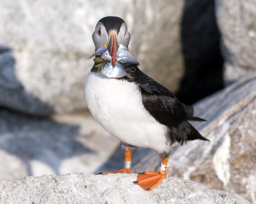 Puffin with a butterfish — a fish more difficult for it to eat. Puffin with a butterfish — a fish more difficult for it to eat.